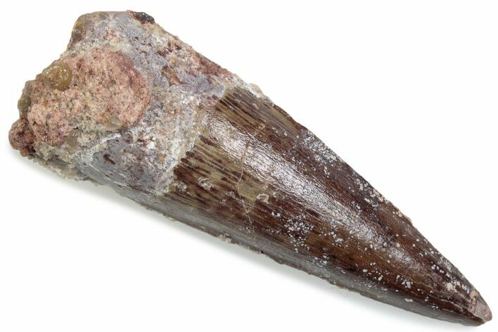 Fossil Spinosaurus Tooth - Real Dinosaur Tooth #376426